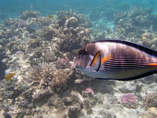 Vie Marine Photo Sous Marine — Photo