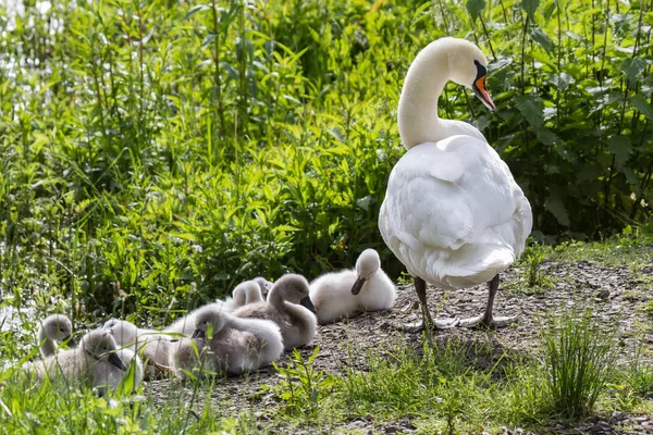 白鳥の雛5白鳥の雛5 — ストック写真