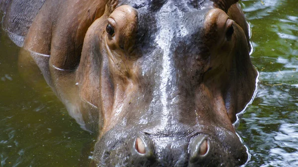 Hipopótamo Animal Hipopótamo Vida Selvagem — Fotografia de Stock