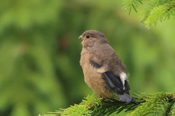 Vacker Utsikt Över Vacker Fågel Naturen — Stockfoto