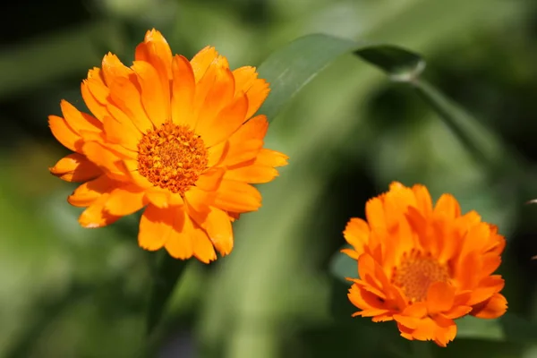 Bellissimi Fiori Sfondo Concetto Floreale — Foto Stock