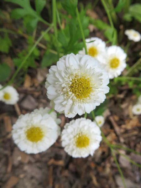 Piękne Botaniczne Ujęcie Naturalna Tapeta — Zdjęcie stockowe