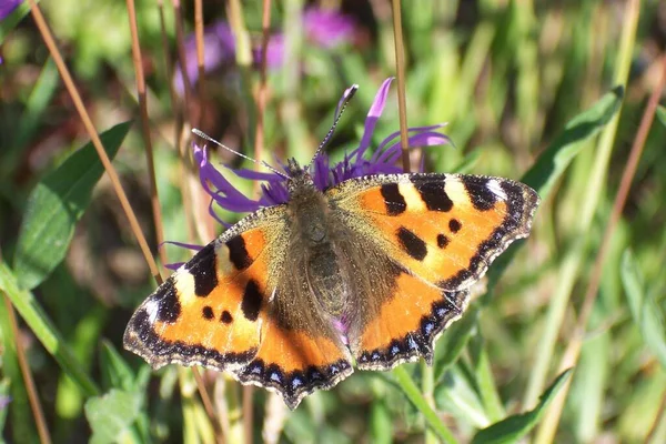 Papillon Exotique Aux Ailes Insecte — Photo