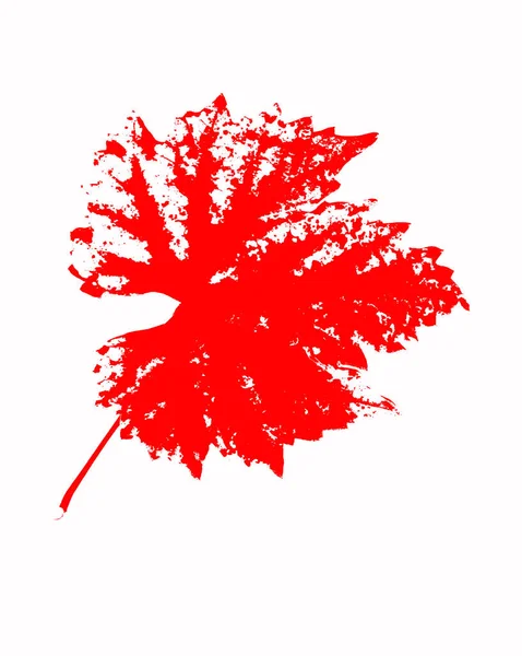 Red Maple Leaf Isolated White Background — Stock Photo, Image