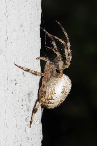 Aranha Cruzada Inseto Aranha Assustador — Fotografia de Stock