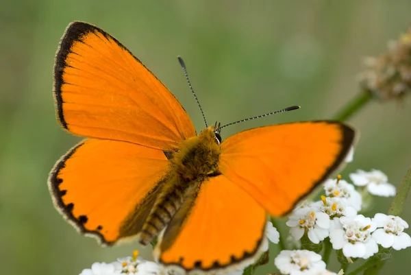 Borboleta Exótica Com Asas Inseto — Fotografia de Stock