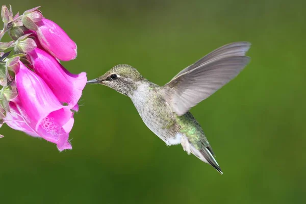 Hummingbird Άννας Άννα Calypte Κατά Την Πτήση Ένα Λουλούδι Ένα — Φωτογραφία Αρχείου