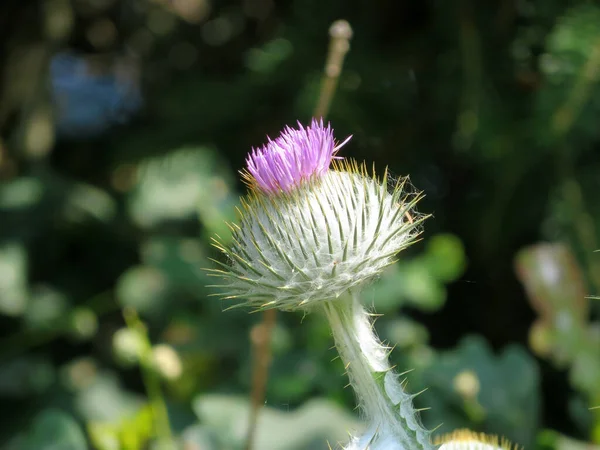 Mariendistel Silybum Marianum — Stockfoto