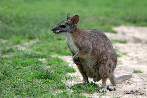 Καγκουρό Αυστραλιανό Ζώο — Φωτογραφία Αρχείου