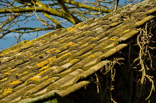 Mooi Botanisch Schot Natuurlijk Behang — Stockfoto