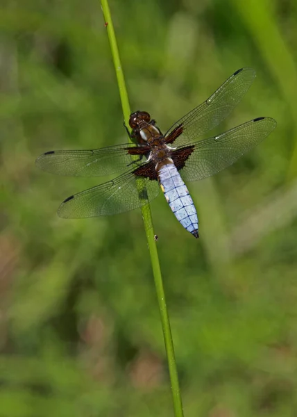 Libellule Flore Faune — Photo