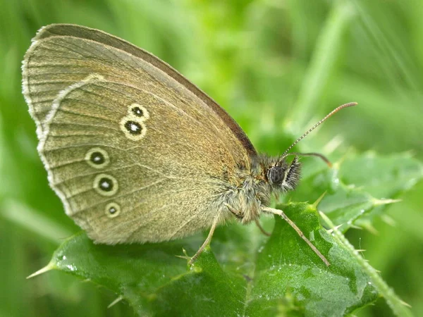 Zamiatarka Kominowa Motyl Flora Owady — Zdjęcie stockowe