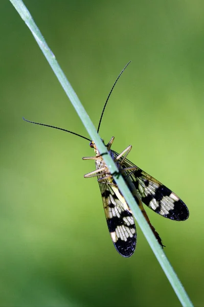 Przód Dzikiej Muchy Mecoptera Scorpion Fly Panorpa Panorpidae Zielonej Gałęzi — Zdjęcie stockowe