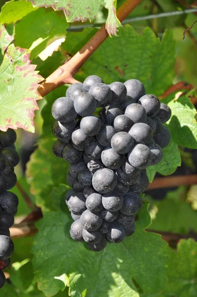 Bunches Grapes Fruits Food — Stock Photo, Image