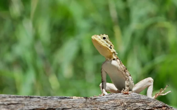 Close Lizard Habitat Wildness Concept — Stock Photo, Image