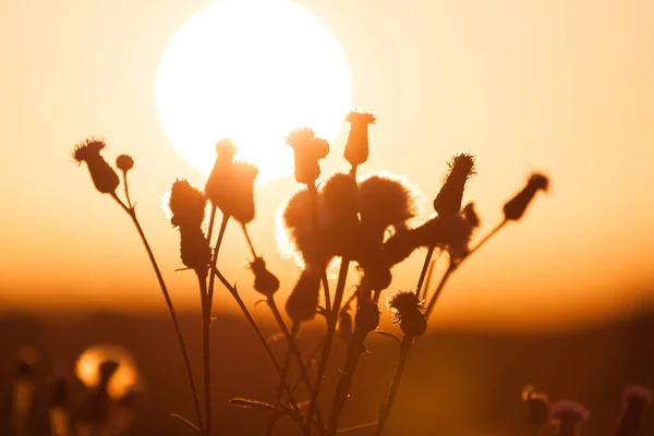 Campo Hierba Durante Puesta Del Sol Veraniega Contra Sol — Foto de Stock