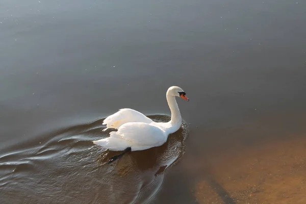 Vista Panorâmica Cisne Majestoso Natureza — Fotografia de Stock