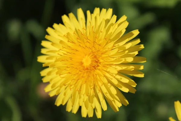 Vacker Utsikt Över Naturliga Maskros Blomma — Stockfoto