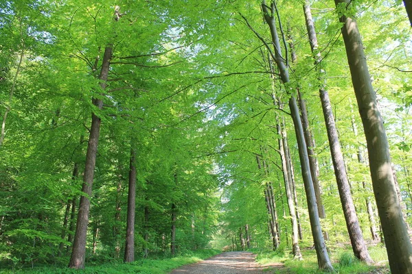 Bos Zomer Met Zonlicht Bomen — Stockfoto