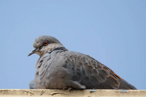 屋根の端に快適に座っている鳩 — ストック写真