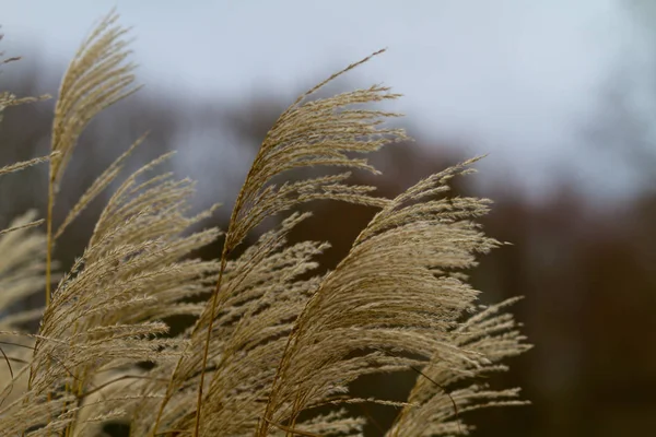 Tristes Reeds Wind — Stock Photo, Image