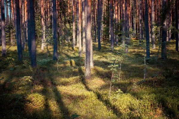Сосновый Лес Последним Светом Солнца Сквозь Деревья — стоковое фото