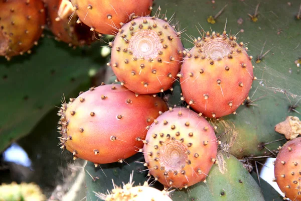Piante Tropicali Flora Botanica Del Cactus — Foto Stock