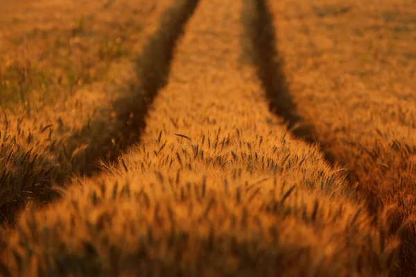 Кукурузное Поле Утреннем Свете — стоковое фото