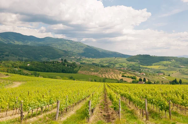 Vinho Que Cresce Toscana — Fotografia de Stock