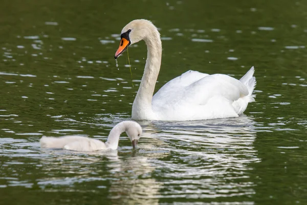 Cisne Con Pollitos Cisne Con Pollitos — Foto de Stock