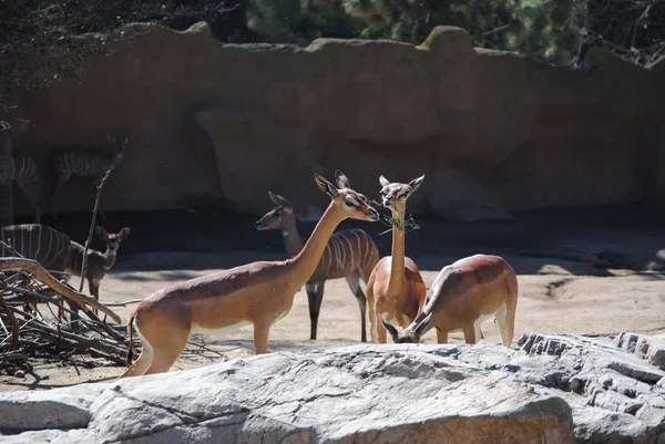 Deux Jeunes Cerfs Dans Zoo — Photo