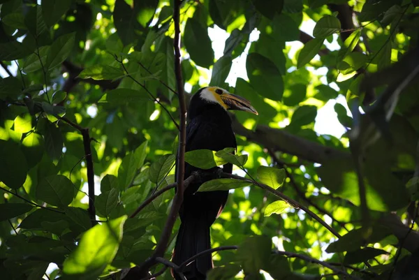 Vue Panoramique Bel Oiseau Nature — Photo