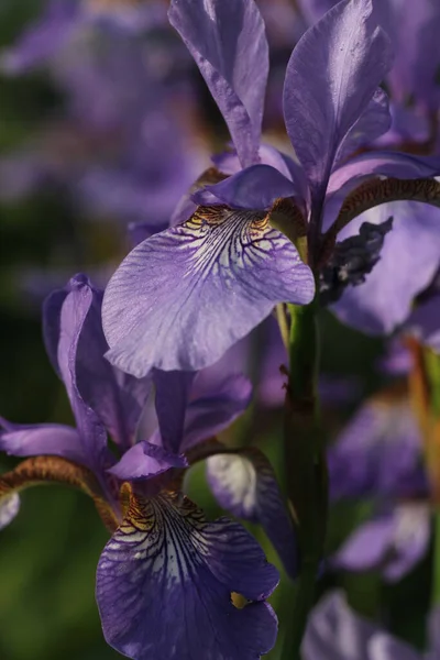 Vista Panorámica Hermosa Flor Del Iris — Foto de Stock