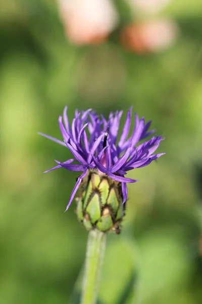 Όμορφα Λουλούδια Floral Έννοια Φόντο Της Φύσης — Φωτογραφία Αρχείου