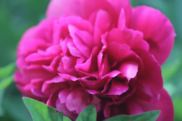 Schöne Blumen Blumiges Konzept Hintergrund — Stockfoto