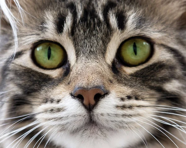 Nahaufnahme Eines Porträts Einer Gestromten Katze — Stockfoto