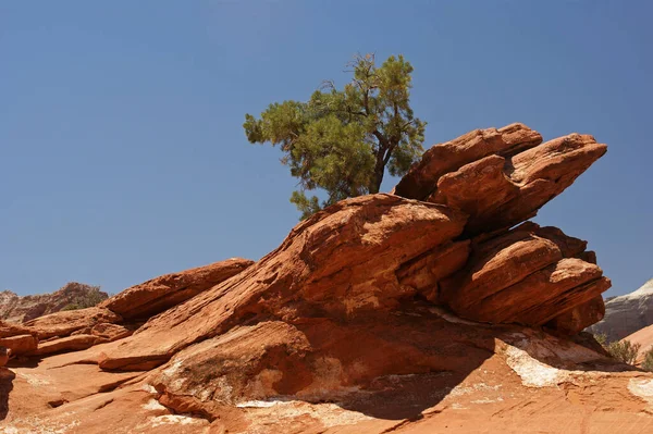 Baum Auf Einem Felsen Zion — Stockfoto