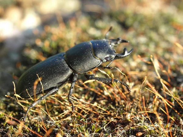 Vista Cerca Los Insectos Naturaleza — Foto de Stock