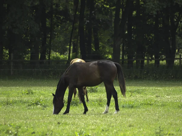 Καθαρόαιμο Ζώο Εκμετάλλευσης Άλογο Υπαίθρου — Φωτογραφία Αρχείου