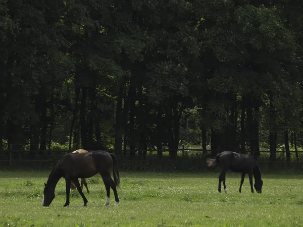 Groupe Chevaux Broutant Sur Prairie Verte — Photo