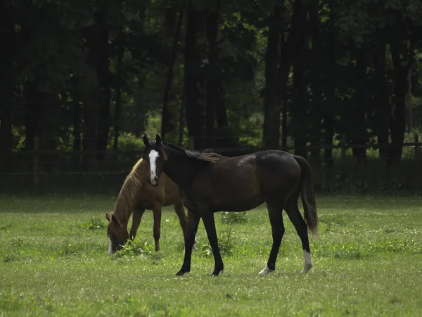 Grupo Cavalos Que Pastam Prado Verde — Fotografia de Stock