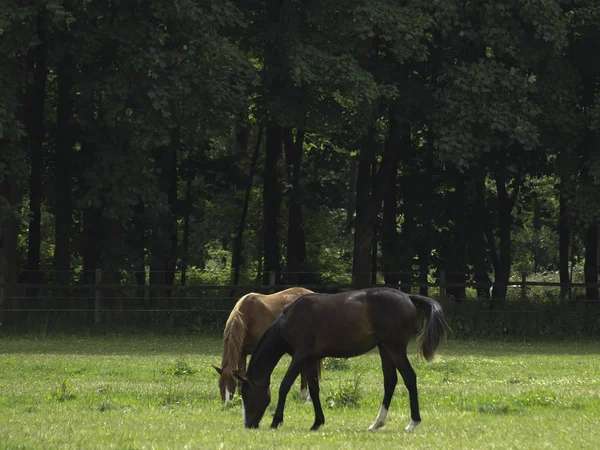 一群马在绿色的草地上吃草 — 图库照片
