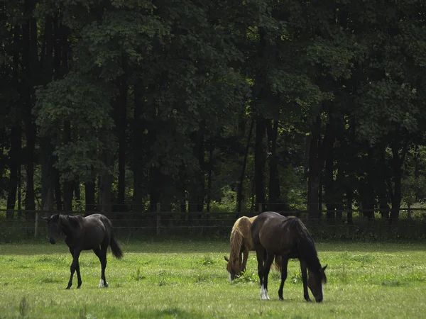 Grupo Cavalos Que Pastam Prado Verde — Fotografia de Stock