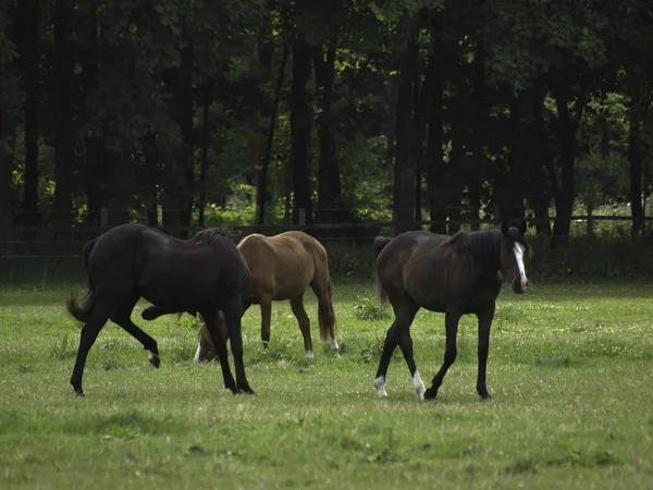 Grupo Cavalos Que Pastam Prado Verde — Fotografia de Stock