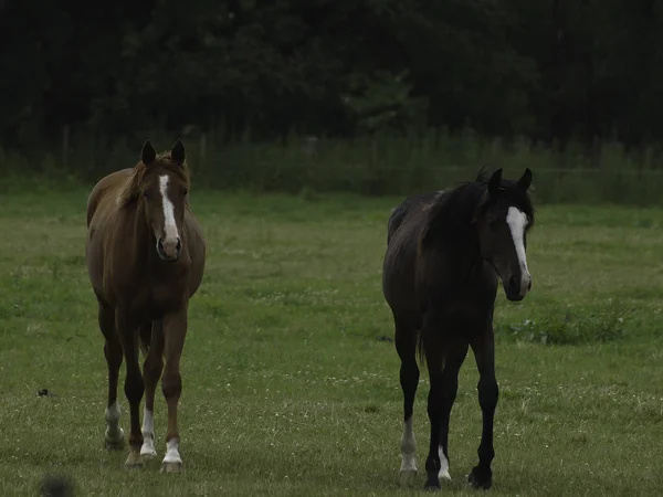 Purebred Farm Animal Countryside Horse — Stock Photo, Image