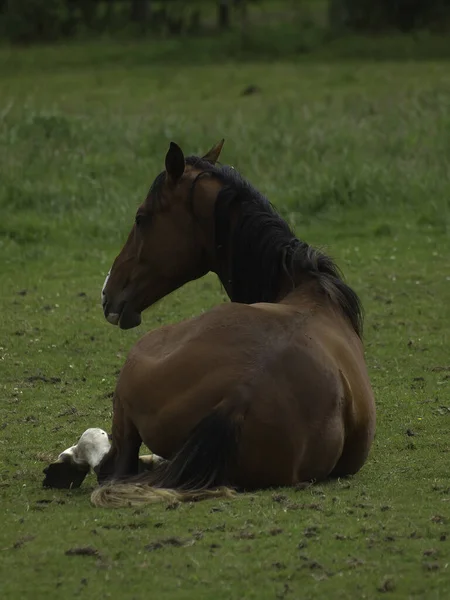 Raszuivere Landbouwhuisdieren Landelijk Paard — Stockfoto