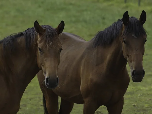 Caballos Raza Pura Semental Pasto — Foto de Stock