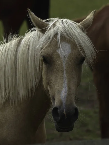 Renrasiga Hästdjur Beteshingst — Stockfoto