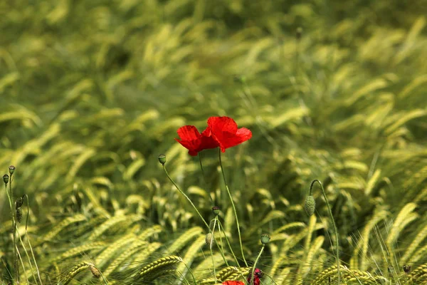 Widok Bliska Piękne Dzikie Kwiaty Maku — Zdjęcie stockowe