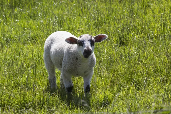 Nahaufnahme Von Lebensmitteln Selektiver Fokus — Stockfoto